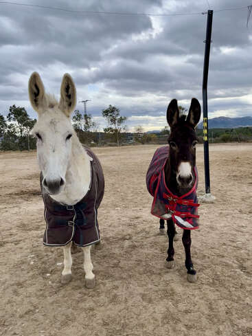 Two donkeys, one white and one dark brown, stand on dirt ground wearing blankets. The sky is cloudy and trees are visible in the background.