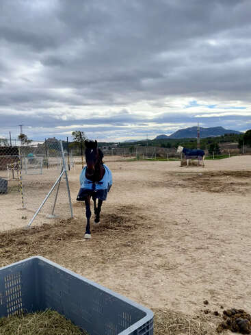 A horse wearing a blue blanket approaches a plastic hay bin in a sandy paddock. Another horse stands in the background, mountains and cloudy sky visible.