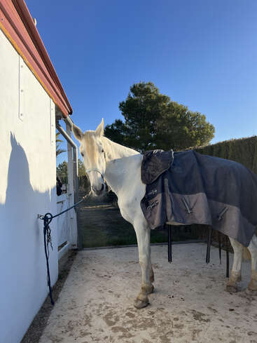 A white horse stands tied to a white wall, wearing a dark blanket. The scene is outdoors, with clear blue sky and green trees visible.
