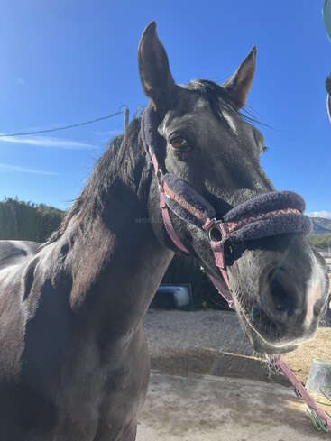 A close-up of a dark horse wearing a halter under a clear blue sky. The sunlight highlights its shiny coat and attentive, curious expression.