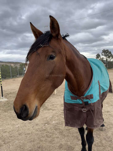 A brown horse wearing a blue and brown blanket stands outdoors on a cloudy day. The horse looks calm and curious, with trees and fencing behind.