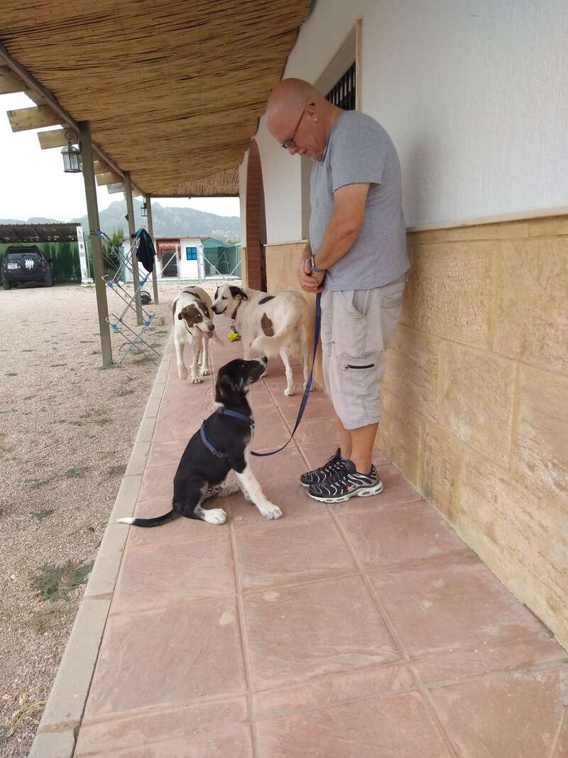 Help with gardening and care for the animals at a ranch in Alicante, Spain