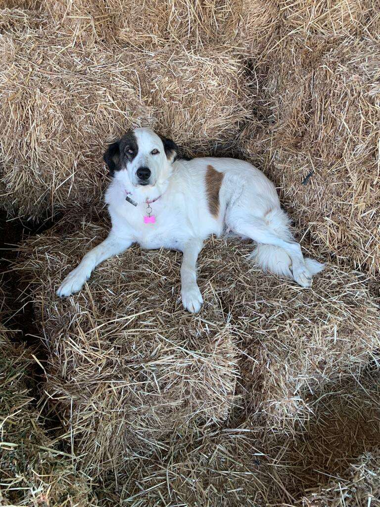 A imagem mostra um cão branco com manchas marrons e orelhas pretas deitado em uma cama de feno, olhando diretamente para a câmera. O cão está adornado com uma etiqueta rosa.