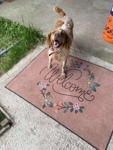 Um cachorro marrom e branco feliz está em cima de um tapete rosa com flores, sorrindo animado. A cena inclui grama verde, concreto e um cone laranja.
