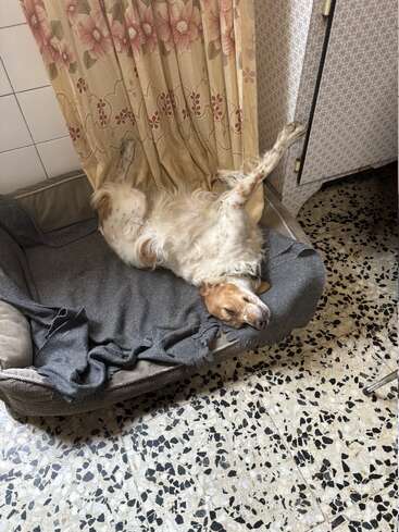 Um cachorro relaxado tá deitado de barriga pra cima numa cama almofadada, perto de cortinas florais e móveis estampados, curtindo uma soneca tranquila num quarto aconchegante com piso de azulejo.