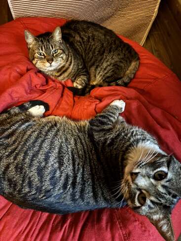 Dois gatos malhados estão relaxando em um cobertor vermelho aconchegante. Um está deitado de frente para a câmera, o outro está confortavelmente enrolado ao fundo.