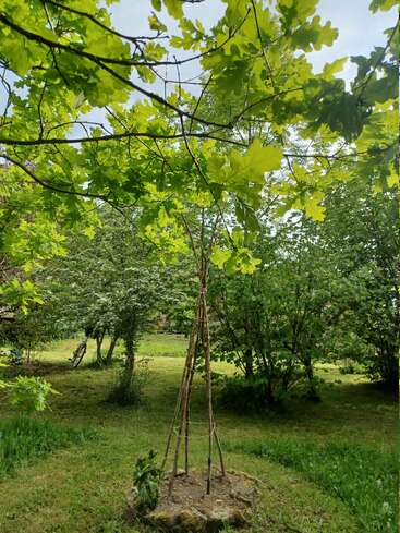 La lumière du soleil filtre à travers des feuilles d'un vert éclatant. Un tipi en bois fabriqué à la main se dresse sur un sol herbeux, entouré d'arbres luxuriants et d'un jardin naturel et paisible.