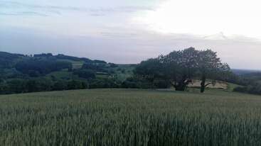 Un paysage de campagne paisible avec un champ de hautes herbes vertes, des collines légèrement ondulées, des arbres épars et un ciel nuageux au crépuscule ou à l'aube.