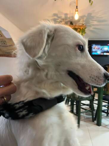 Un chien blanc heureux à la fourrure duveteuse regarde sur le côté, portant un collier noir. La main de quelqu'un caresse son cou. L'arrière-plan comprend des chaises, une table et un éclairage doux.