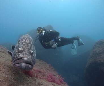 Un plongeur nage sous l'eau parmi de gros rochers, observant attentivement un gros poisson tacheté au premier plan. L'eau est limpide, légèrement bleutée, paisible.