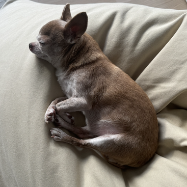 Un petit chihuahua brun dort paisiblement sur un coussin doux et clair. Le chien est confortablement recroquevillé et semble détendu et satisfait de la lumière douce.