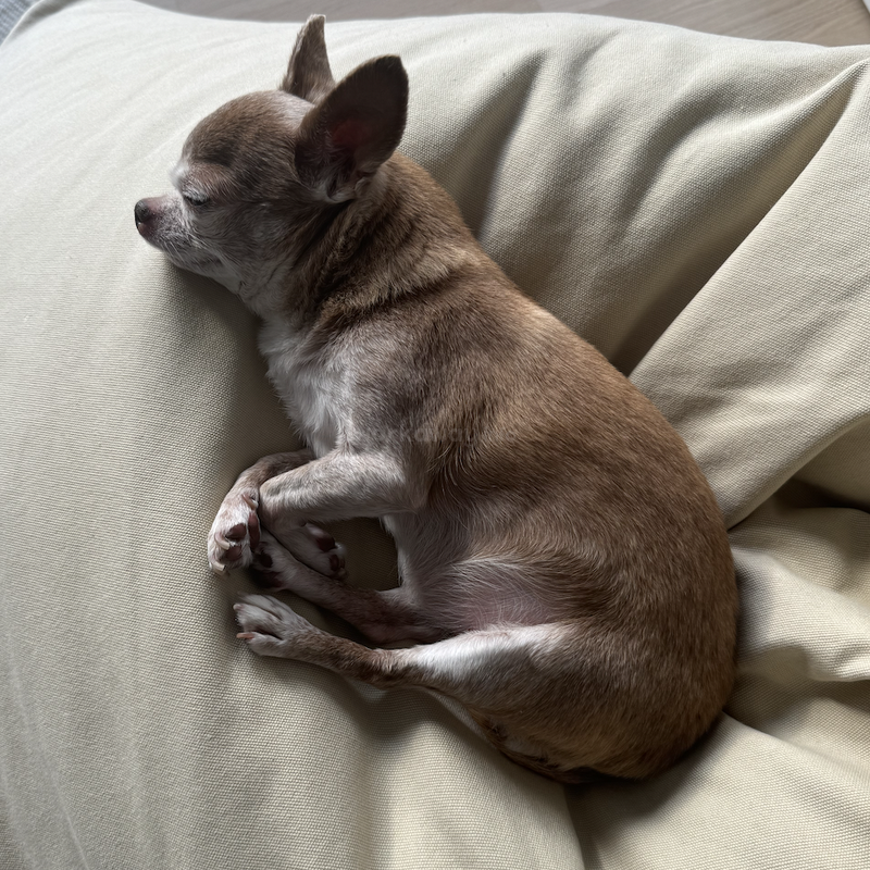 Un petit chihuahua brun dort paisiblement sur un coussin doux et clair. Le chien est confortablement recroquevillé et semble détendu et satisfait de la lumière douce.