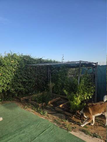 Um jardim com canteiros elevados de madeira cheios de plantas verdes fica ao lado de uma cerca coberta de trepadeiras. Um grande cão marrom e branco fareja o chão ali perto.
