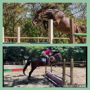L'image montre deux photos d'un cheval brun sautant par-dessus un obstacle dans un manège extérieur, avec des arbres en arrière-plan.