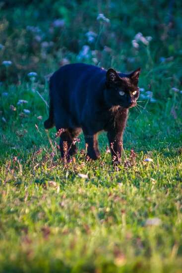 A sleek black cat prowls through a sunlit grassy field, surrounded by wildflowers, with its bright yellow eyes focused intently ahead in the tranquil scene.