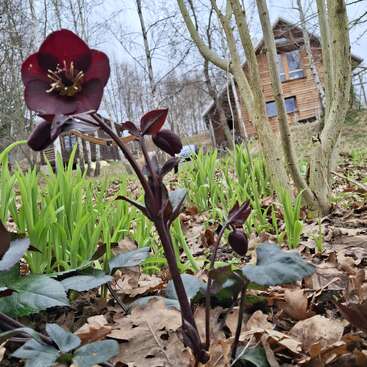 A deep burgundy flower stands in the foreground, surrounded by green shoots and fallen leaves, with wooden houses and bare trees visible in the background.