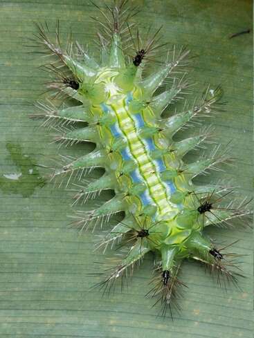 Cette image montre une chenille vert vif, hérissée d'épines, avec des rayures bleues et jaunes. Elle possède de longues épines acérées et se repose sur une feuille verte.