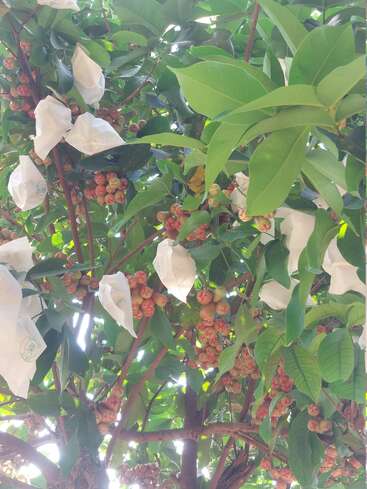 Un arbre chargé de grappes de fruits rosâtres, dont certains sont recouverts de petits sacs en papier blancs protecteurs, entouré de feuilles d'un vert luxuriant et baigné de soleil.