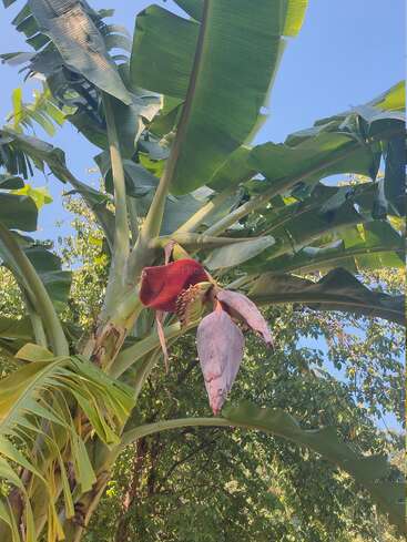 Un bananier aux grandes feuilles vertes porte une fleur rouge-violet bien visible qui pend vers le bas. En arrière-plan, on aperçoit un ciel bleu limpide et un feuillage vert.