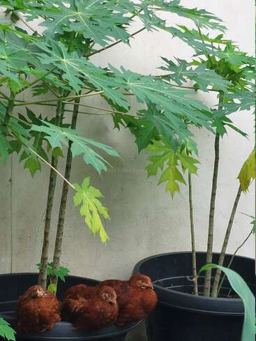 Trois poules brunes se reposent tranquillement dans des pots noirs, à l'ombre de papayers aux feuilles vertes. La scène dégage une impression de paix et de sécurité, avec un simple mur blanc en arrière-plan.