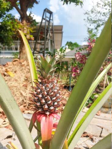 Un jeune ananas pousse dans un jardin ensoleillé, entouré de feuilles vertes. À l'arrière-plan, on aperçoit des arbres, des fleurs et une maison avec une échelle.