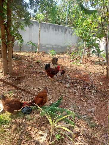 Dans un jardin ensoleillé parsemé d'arbres et de plantes, trois poules picorent par terre. Deux d'entre elles mangent dans un bol, entourées de feuilles mortes et de terre.