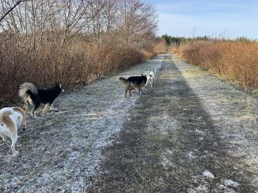 Cuatro perros caminan por un sendero de tierra helado y bordeado de árboles en un día frío. Las ramas desnudas y una ligera capa de nieve cubren el suelo, creando una escena tranquila.