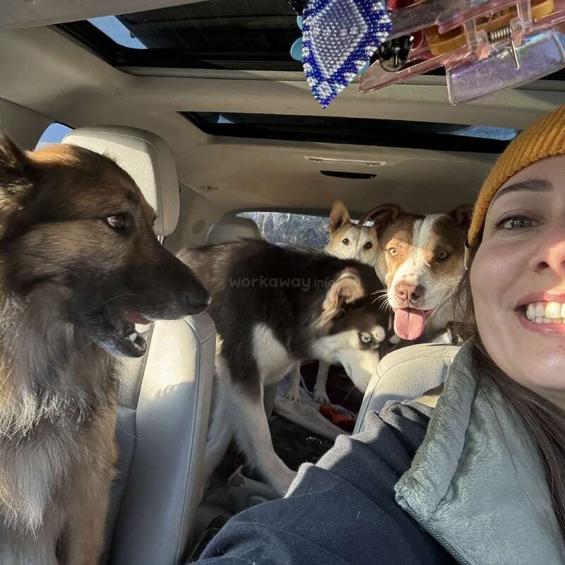 Una mujer con un gorro amarillo se hace una alegre selfie dentro de un coche junto a cuatro perros felices de diferentes razas, todos disfrutando juntos del paseo en coche.