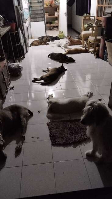 Mehrere Hunde liegen und schlafen auf einem Fliesenboden in einem Haus und sorgen für eine friedliche, gemütliche Atmosphäre. Der Raum wirkt schwach beleuchtet und entspannt.