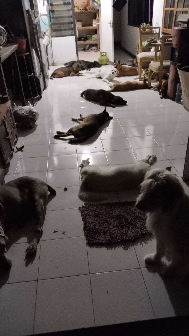 Mehrere Hunde liegen und schlafen auf einem Fliesenboden in einem Haus und sorgen für eine friedliche, gemütliche Atmosphäre. Der Raum wirkt schwach beleuchtet und entspannt.
