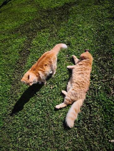 Dos gatos naranjas y mullidos disfrutan de un día soleado sobre una exuberante pradera verde. Uno de ellos permanece alerta, mientras que el otro se relaja, tumbado cómodamente de costado.