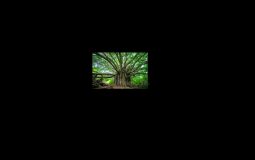 The image depicts a large tree with a sprawling canopy, its trunk and branches extending from the bottom left to the top right, set against a gray background. The tree is the sole focus of the image.