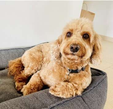 Ein flauschiger, hellbrauner Hund mit lockigem Fell ruht sich auf einem grauen Hundebett aus und trägt ein schwarzes Halsband. Im Hintergrund ist eine schlichte Innenraumkulisse zu sehen.