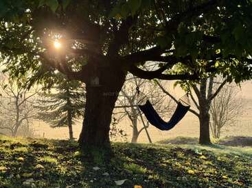 Eine gemütliche Hängematte hängt zwischen den Ästen und wird von sanftem Morgenlicht umspielt. Licht und Schatten tanzen auf dem Boden und schaffen eine ruhige, friedliche Atmosphäre im Freien.