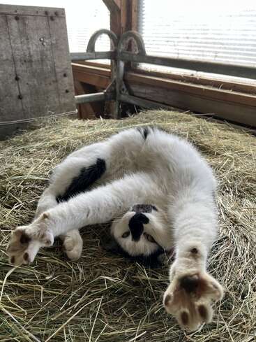 Un chat noir et blanc s'étire sur un lit de paille, montrant ses pattes et semblant enjoué. Le chat semble détendu et à l'aise à l'intérieur.