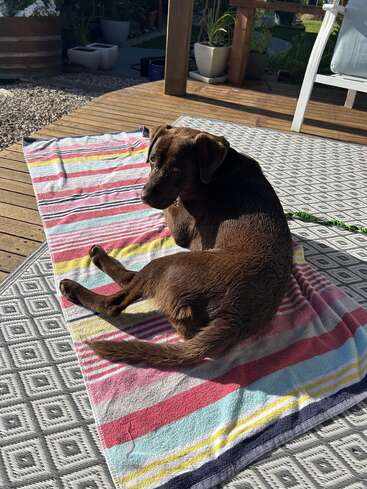 The image depicts a brown dog lying on a striped towel on a wooden deck, surrounded by potted plants and a white chair.