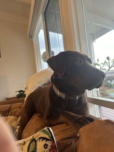 The image depicts a brown dog sitting on a tan leather couch, gazing out the window, with a pillow behind it and a white wall in the background.