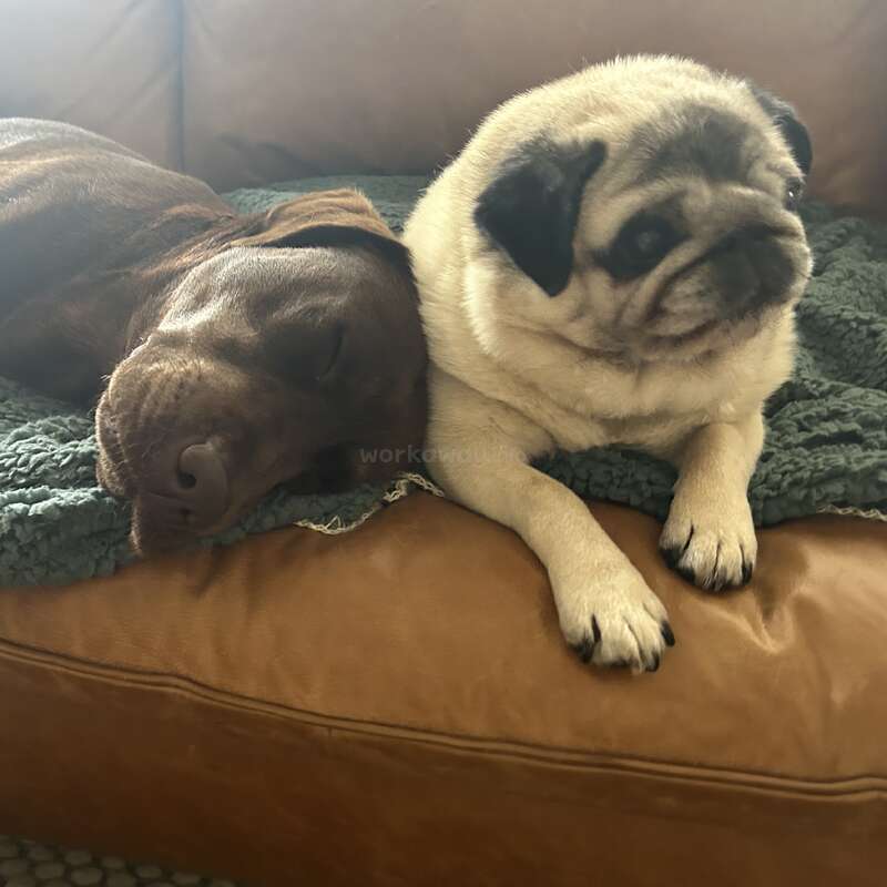 The image features two dogs, a pug and a chocolate labrador, lying on a brown leather couch with a green blanket, gazing to the right.