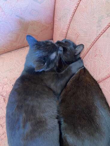Dos gatos negros se acurrucan uno junto al otro en un sofá naranja de textura rugosa. Uno de ellos parece estar acicalando al otro, mostrando afecto y consuelo en su acogedor abrazo.