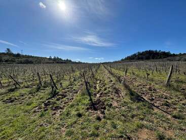 A sunlit vineyard stretches into the distance under a clear blue sky, with rows of bare grapevines flanked by grassy earth and distant green hills.