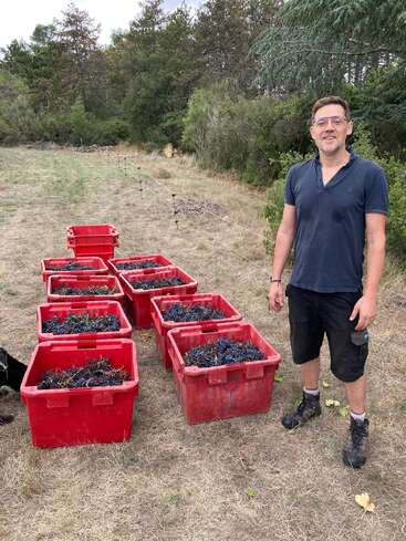 A man stands outdoors on dry grass beside several large red bins filled with freshly harvested grapes, surrounded by trees, likely during grape harvest season.