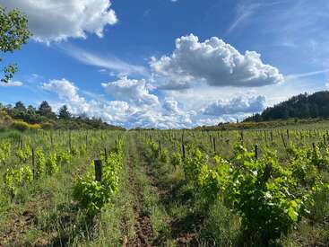Rows of lush green grapevines stretch into the distance under a bright blue sky filled with fluffy clouds, surrounded by forested hills and vibrant nature.