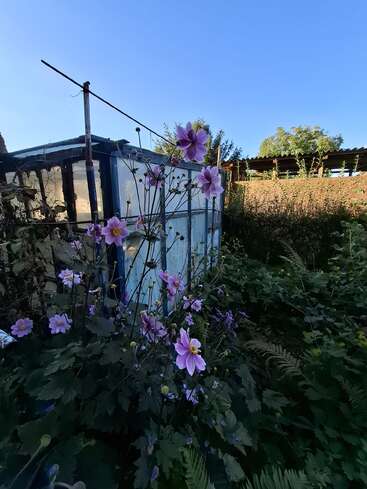 In the image, vibrant pink flowers bloom beside an old, weathered greenhouse, surrounded by lush greenery, under a clear blue sky on a sunny day.