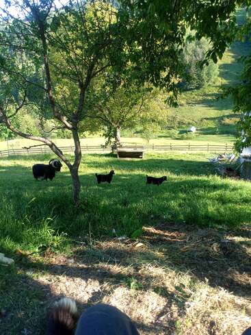 Uma cena rural tranquila mostra três cabras pretas pastando sob árvores verdes, grama exuberante, luz do sol, colinas distantes, um banco de madeira e uma cerca de madeira ao fundo.