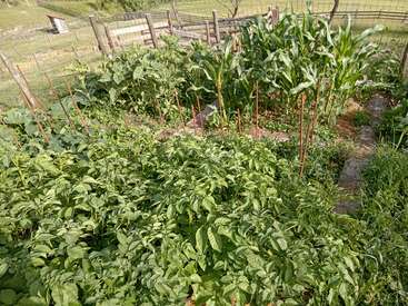 Dieses Bild zeigt einen üppigen Gemüsegarten mit verschiedenen Pflanzen, darunter Mais und Tomaten, die in klar abgegrenzten Beeten wachsen und von einem Holz- und Drahtzaun umgeben sind.