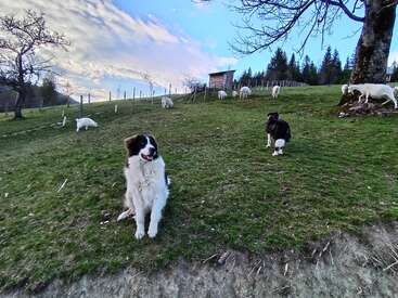 Zwei Hunde sitzen auf einem grasbewachsenen Hügel und passen auf die grasenden Ziegen auf. Bäume, ein kleiner Holzschuppen und ein malerischer Himmel runden dieses friedliche Bild einer ländlichen Farm ab.