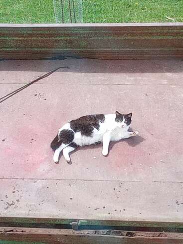Eine schwarz-weiße Katze chillt gemütlich auf einem sonnigen Betonboden und guckt in die Kamera. Im Hintergrund sieht man grünes Gras hinter einem Holzzaun.
