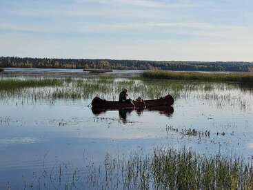 A person wearing a hat and life jacket paddles a canoe in a calm, shallow lake surrounded by reeds, under a clear sky with distant forest.