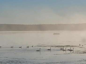 A serene lake scene with swans and ducks gliding on calm water. Mist rises softly, trees line the horizon, and the sky is clear blue.