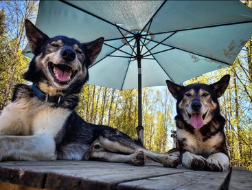 Deux chiens à la fourrure noire, brune et blanche sont couchés sur une table en bois sous un parapluie bleu clair dans une région boisée par une journée ensoleillée.